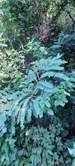 Phyllanthus emblica