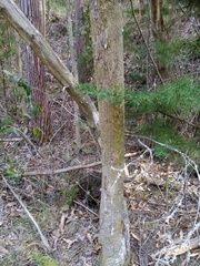 Eucalyptus amygdalina