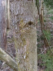 Eucalyptus amygdalina