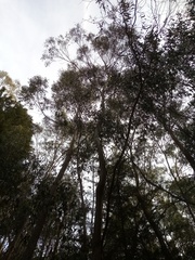 Eucalyptus amygdalina