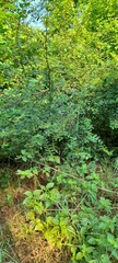 Magnoliopsida
