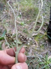Eucalyptus amygdalina