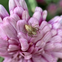 Oxyopes punctatus