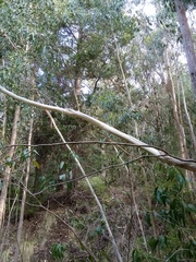 Eucalyptus amygdalina