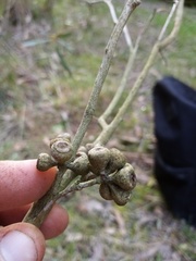 Eucalyptus amygdalina