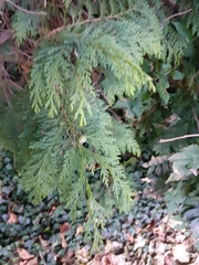 Cupressus × leylandii
