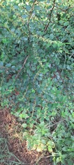 Magnoliopsida