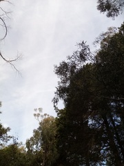 Eucalyptus amygdalina