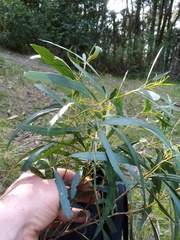 Eucalyptus amygdalina
