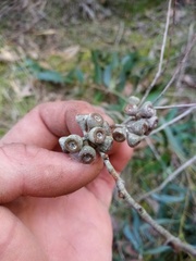 Eucalyptus amygdalina