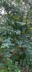 Phyllanthus emblica