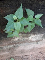 Ficus religiosa