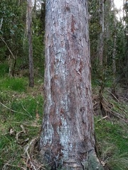 Eucalyptus amygdalina