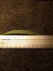 Eucalyptus amygdalina