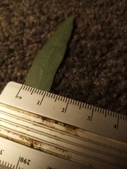 Eucalyptus amygdalina