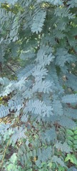 Phyllanthus emblica