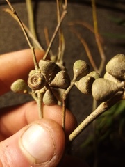 Eucalyptus amygdalina