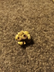 Eucalyptus amygdalina