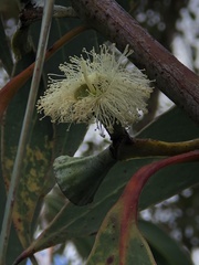 Eucalyptus luehmanniana