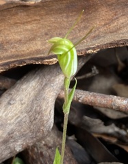Pterostylis crispula