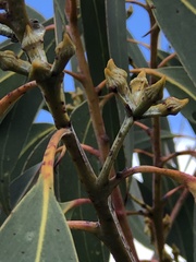 Eucalyptus luehmanniana