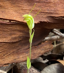 Pterostylis crispula