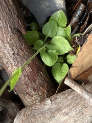 Pterostylis crispula