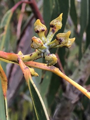 Eucalyptus luehmanniana