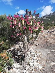 Pimelea physodes