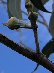 Eucalyptus luehmanniana
