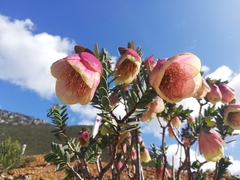 Pimelea physodes
