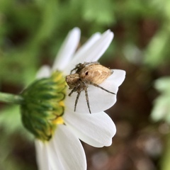 Oxyopes punctatus