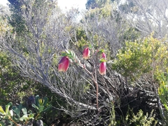 Pimelea physodes