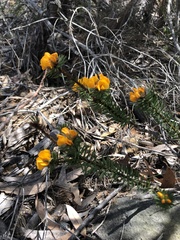 Pultenaea aristata