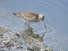 Limosa lapponica