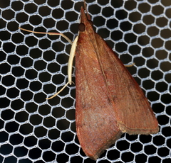 Uresiphita ornithopteralis