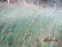 Jointed Twig-rush (Machaerina juncea)