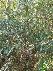 Tasmannia stipitata