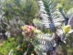 Melaleuca velutina