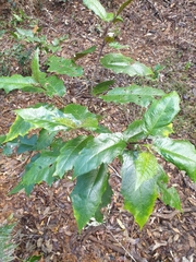 Solanum inaequilaterum