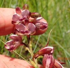 Eulophia zeyheriana