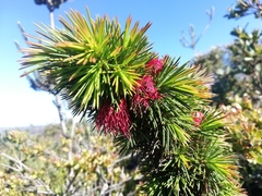 Melaleuca peucophylla