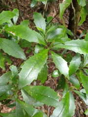 Polyosma cunninghamii