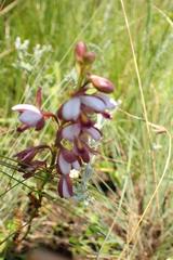 Eulophia zeyheriana