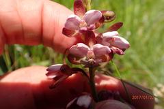Eulophia zeyheriana