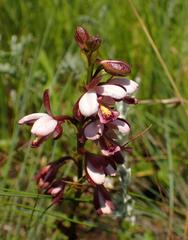 Eulophia zeyheriana