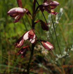 Eulophia zeyheriana