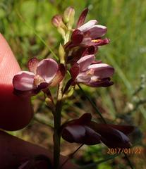 Eulophia zeyheriana