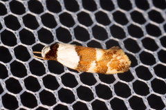Euphiltra eroticella
