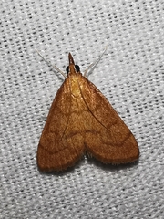 Anania testacealis